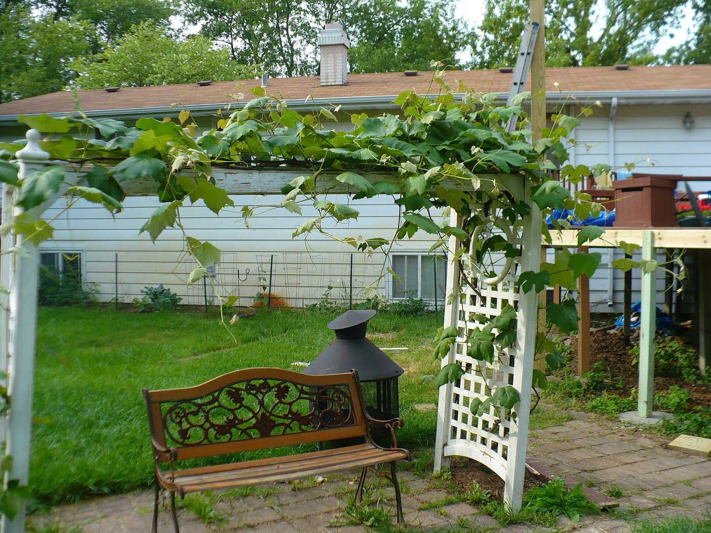 Best Vines For Pergola